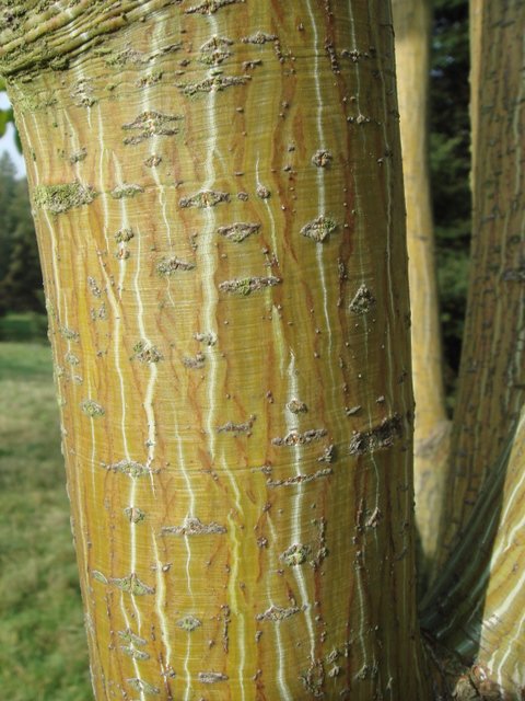 Acer rufinerve ecorce
